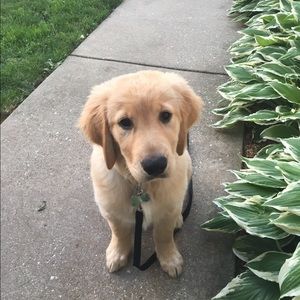 Meet your Posher, Sophie